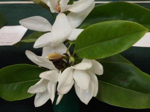 Magnolia (Michelia) maudiae