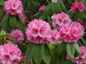 Rhododendron Nimrod Group
