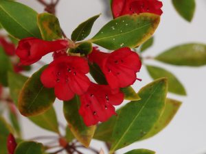 Rhododendron vialii