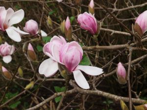 Magnolia denudate ‘Forrest Pink’