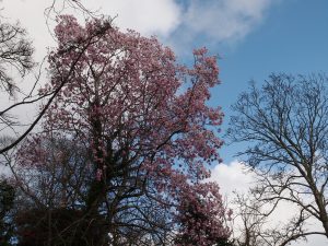 more magnolias