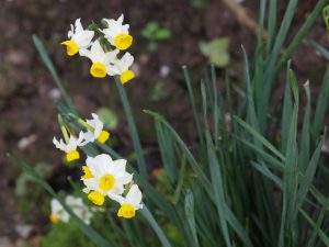tiny flowered narcissi