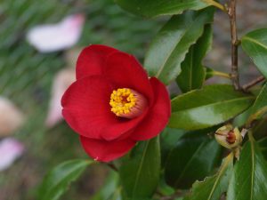 Camellia japonica ‘Adeyalia’