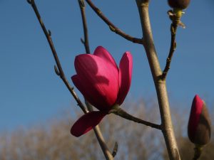Magnolia [to look up]