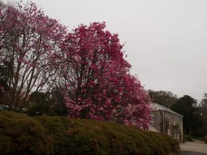 Magnolia sprengeri ‘Burncoose’