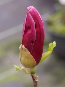 Magnolia lilliflora ‘Holland Red’