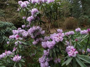 Rhododendron davidii