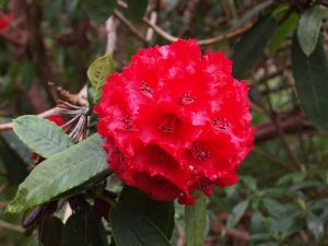 Rhododendron ‘Duke of Cornwall’