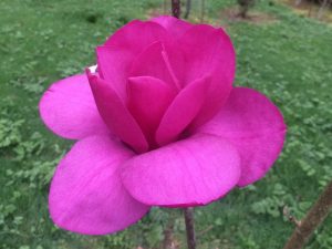 Magnolia ‘Black Tulip’ x ‘J C Williams’