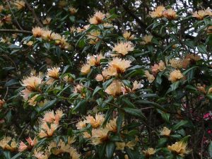 Rhododendron ‘Crossbill’