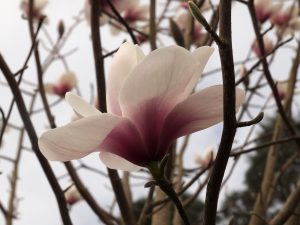 Magnolia ‘Marj Grossler’