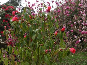 Camellia pittardii