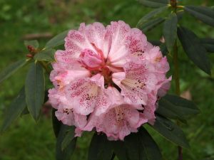 Rhododendron irroratum ‘Polkadot’