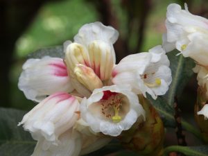 Rhododendron suoilenhense