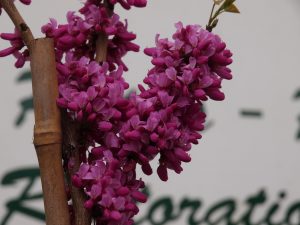 Cercis chinensis ‘Arondale’