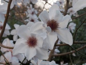 Magnolia ‘Burncoose White’ (or ‘Tennis Court’)