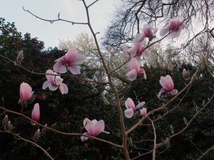 magnolia which on the plans is shown as ‘Pegasus’