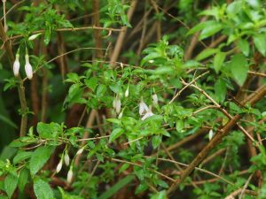 Fuchsia magellanica var molinae
