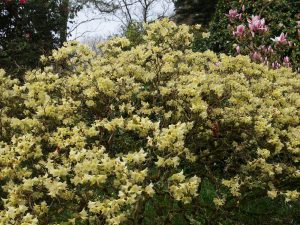 Rhododendron ‘Chink’