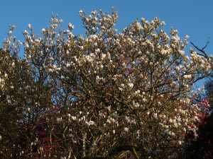 Magnolia soulangeanas