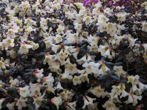 Rhododendron lepidostylum