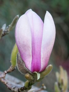 Magnolia ‘Lennei’ x ‘Daybreak’