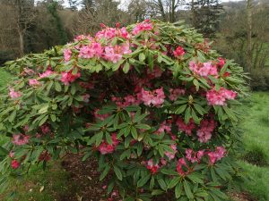 FJW’s last rhododendron hybrids