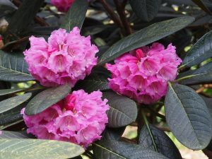 Rhododendron arizelum var rubiscosum