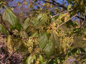 Acer sterculiaceum ssp franchettii