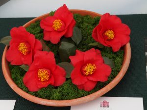Camellia japonica ‘Aitonia’