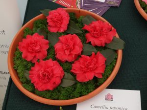 Camellia japonica ‘Woodsii’