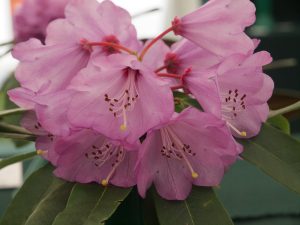 Rhododendron huianum