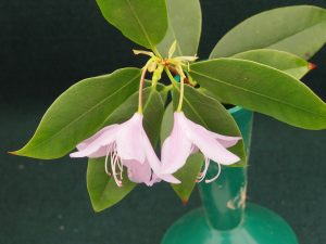 Rhododendron letouchae