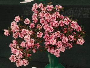 Rhododendron primuliflorum