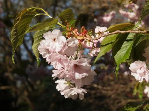 Prunus ‘Matsumae-Asami’