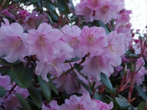 Rhododendron ‘Arthur’