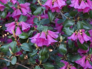 Rhododendron cinnarbarinum subsp xanthocodon ‘Purpurellum Group’