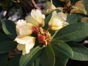 Rhododendron ‘Joanita’