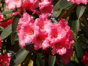 Rhododendron ‘Queen Wilhelmina’