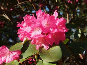 Rhododendron orbiculare x ‘Richard Gill’