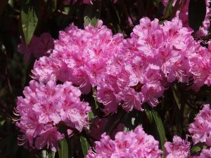 Rhododendron rubiginosum ‘Wakehurst’