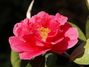 Camellia reticulata ‘Crimson Robe’