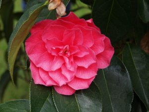 Camellia reticulata ‘Dobro’
