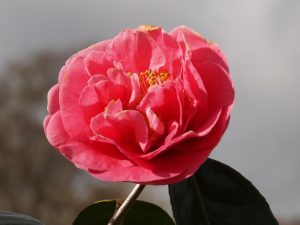 Camellia reticulata ‘Emma Gaeta’