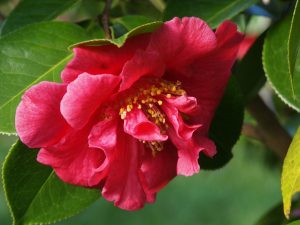 Camellia reticulata ‘Fortyniner’
