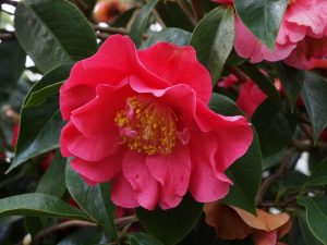 Camellia reticulata ‘Frank Houser’