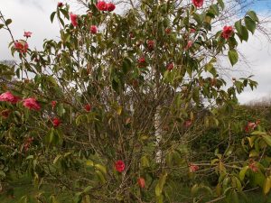 Camellia reticulata ‘Hulyn Smith’
