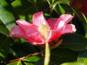 Camellia reticulata ‘Interval’
