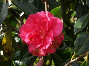 Camellia reticulata Nuccio’s No 18