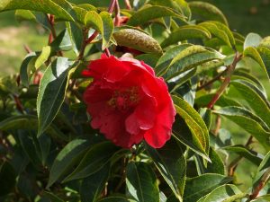 Camellia reticulata ‘Nuccios Ruby’